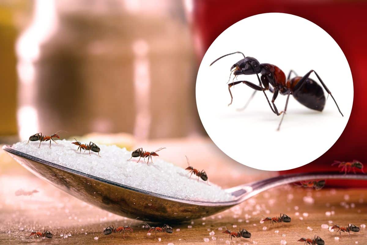 Metodi non violenti per tenere lontane da casa le formiche