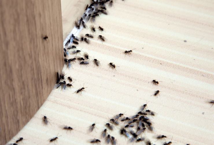 Come allontanare le formiche da casa in maniera naturale