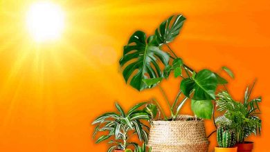 Quali piante non amano il sole