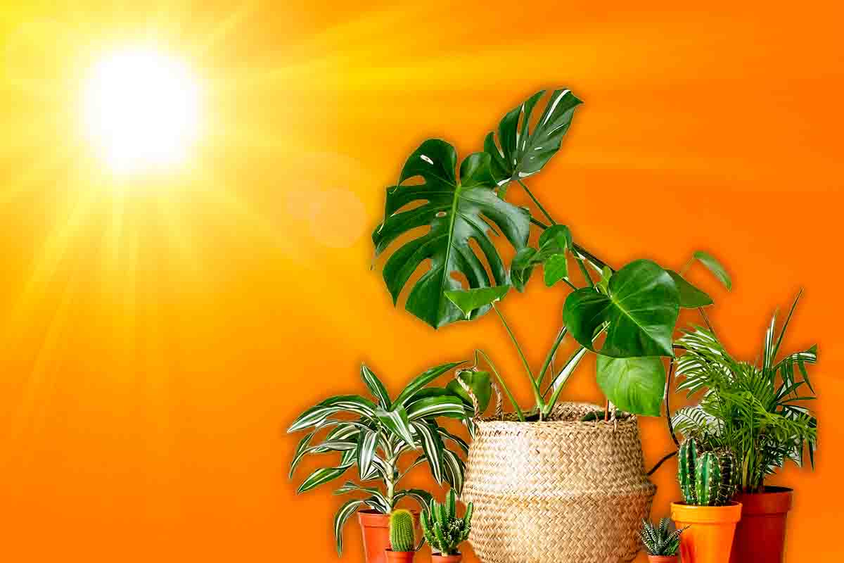 Quali piante non amano il sole