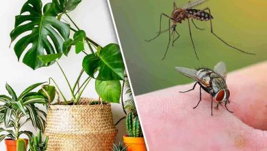 Piante da usare contro mosche e zanzare