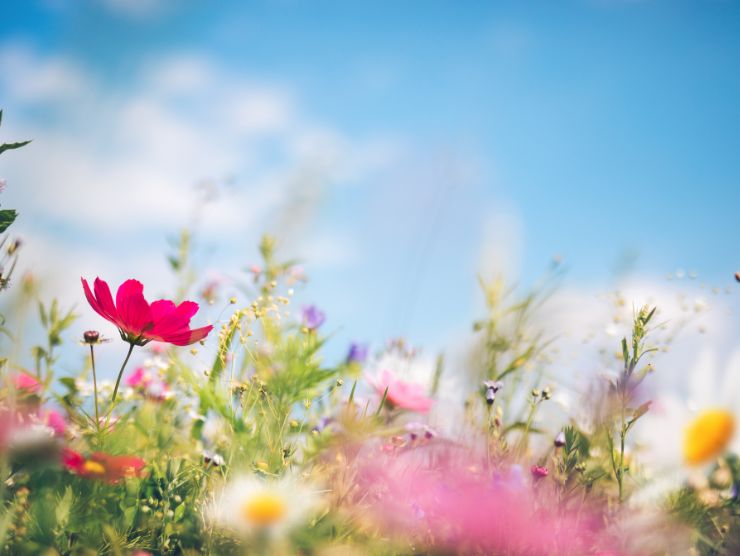 Odore primavera perché piace spiegazione