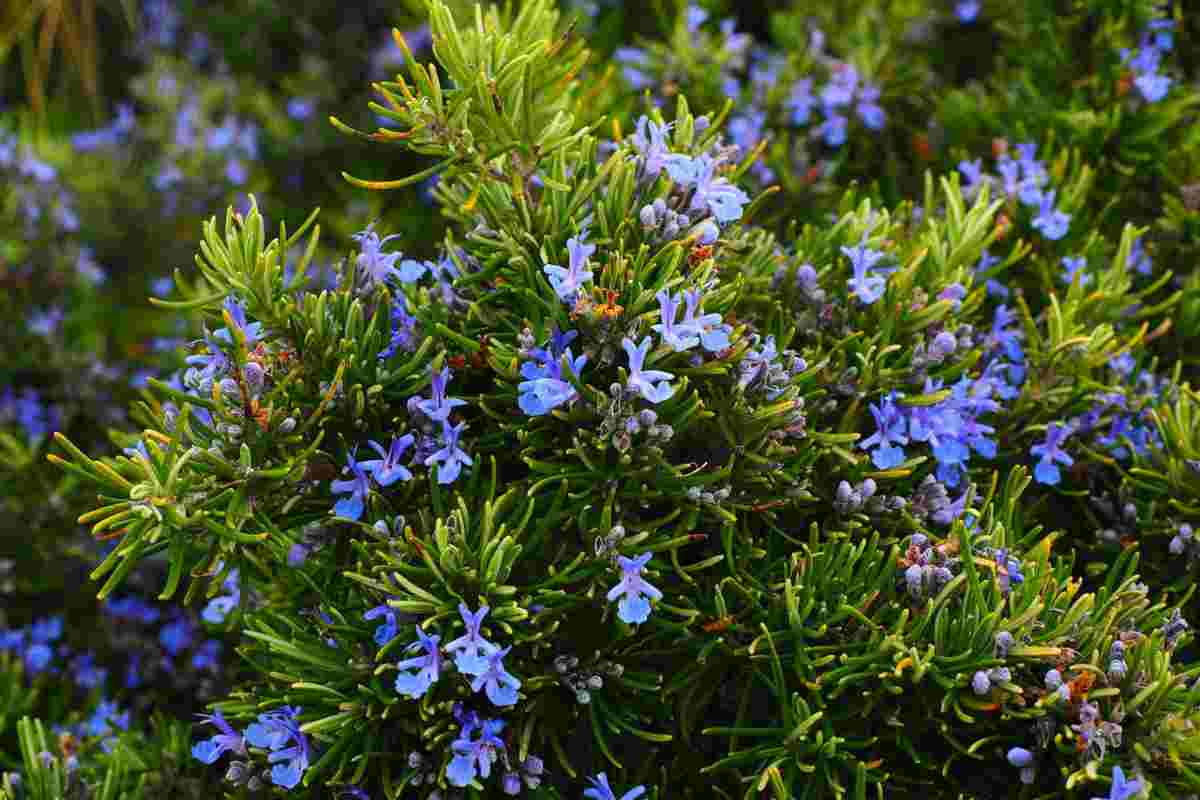 le erbe aromatiche da piantare in giardino cocktail