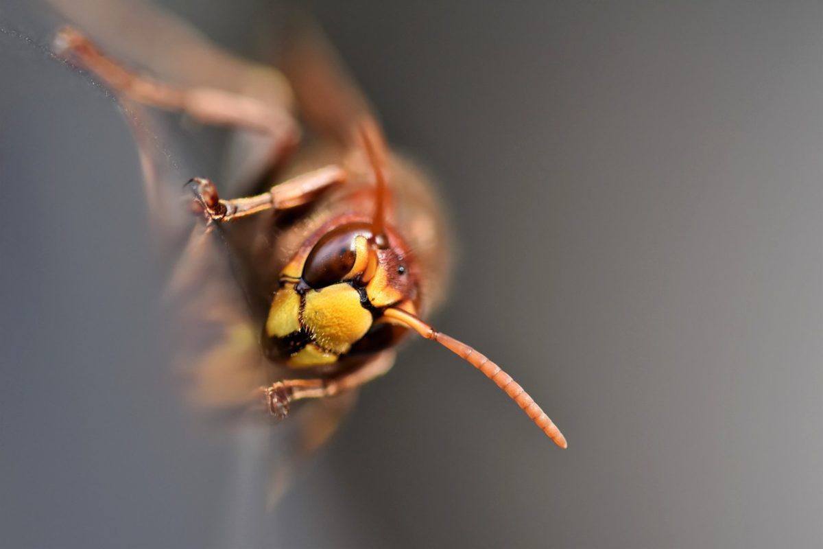 come liberarsi delle vespe senza insetticidi