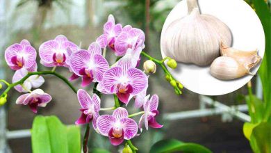 trucco fioritura orchidea