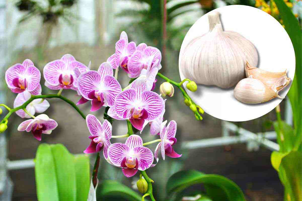 trucco fioritura orchidea