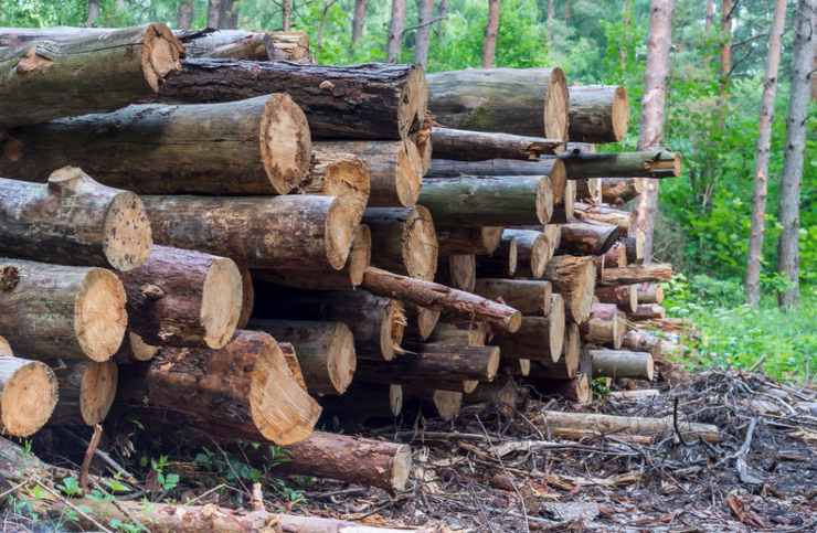 In Francia arriva il bonus per sostenere l'abbattimento degli alberi