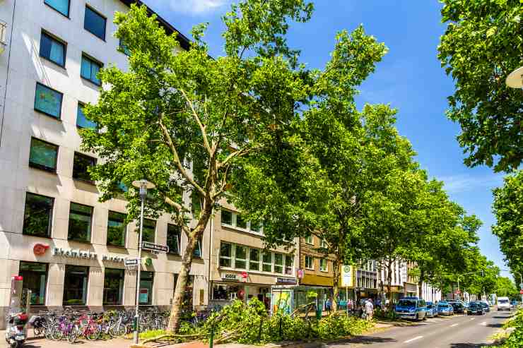 alberi in città per salvare pianeta