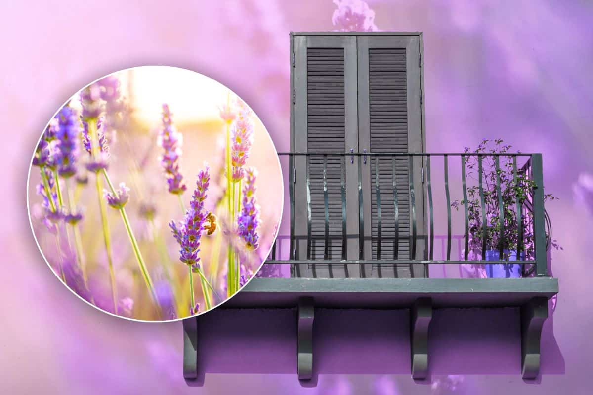 balcone lavanda come ricreare provenza