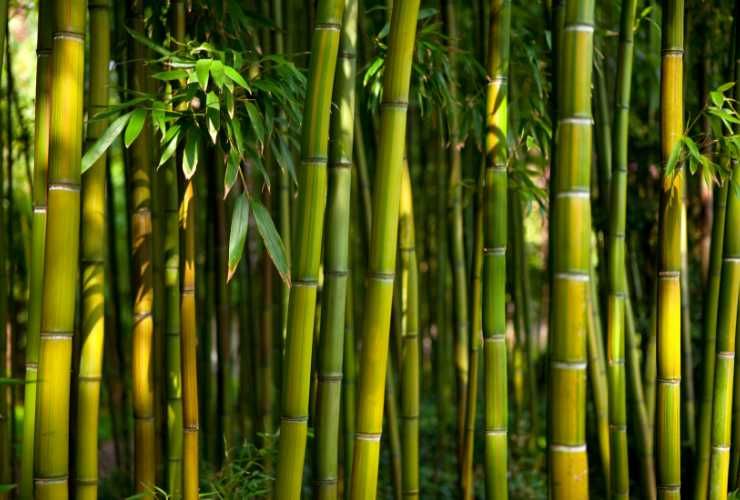 Bamboo, pianta ideale per la privacy del guardino