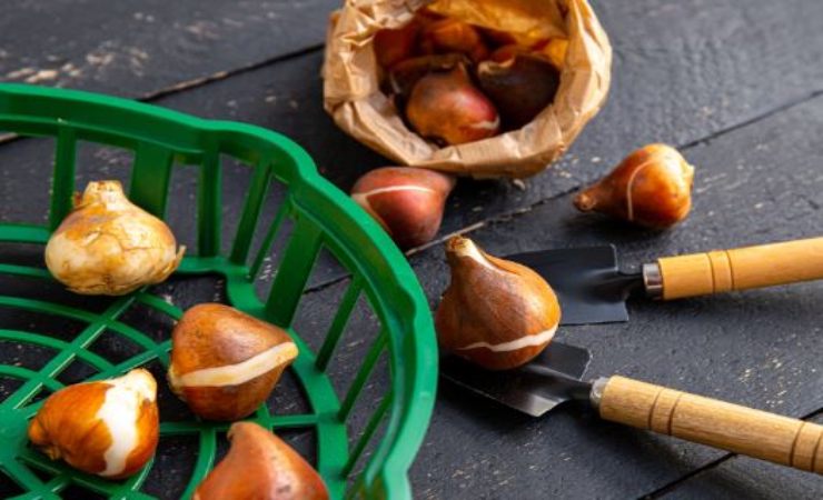 Il sistema per raccogliere i tulipani e preservare i bulbi