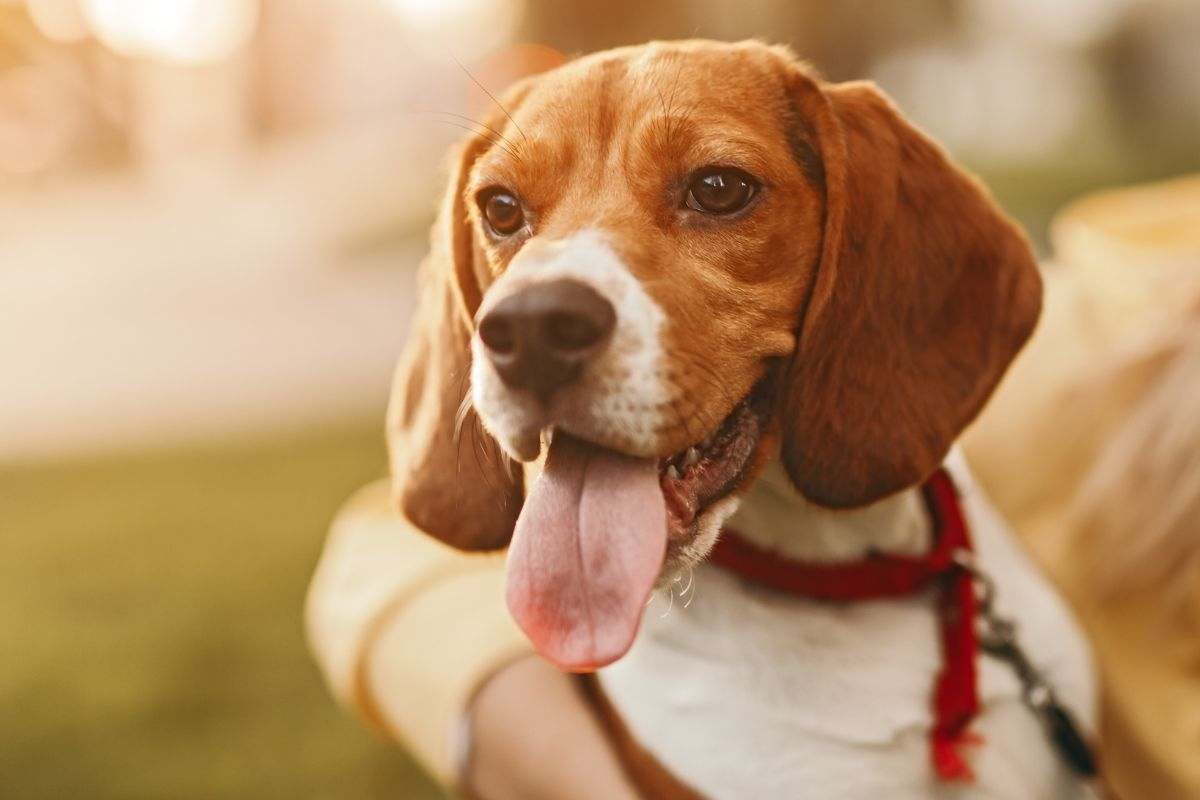 Storia commuovente di cagnolina