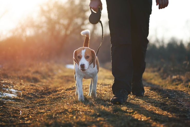 Cagnolina che salva la padrona