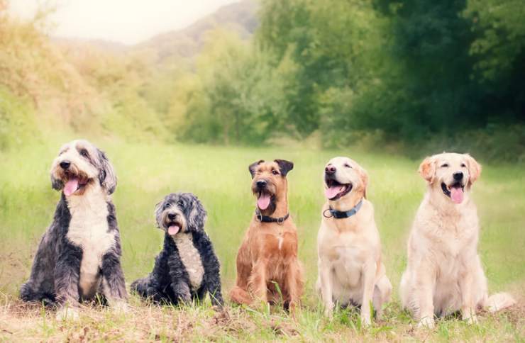 "Riccioli doro" il cane senza razza di un futuro senza esseri umani