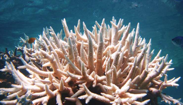 Attenzione, il corallo cambia colore e diventa bianco