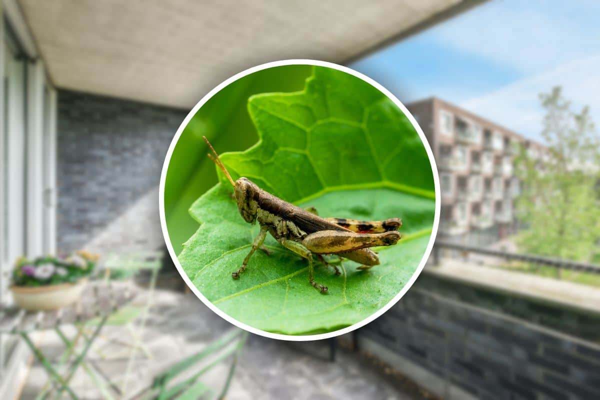 rimedi per eliminare le cavallette dal balcone