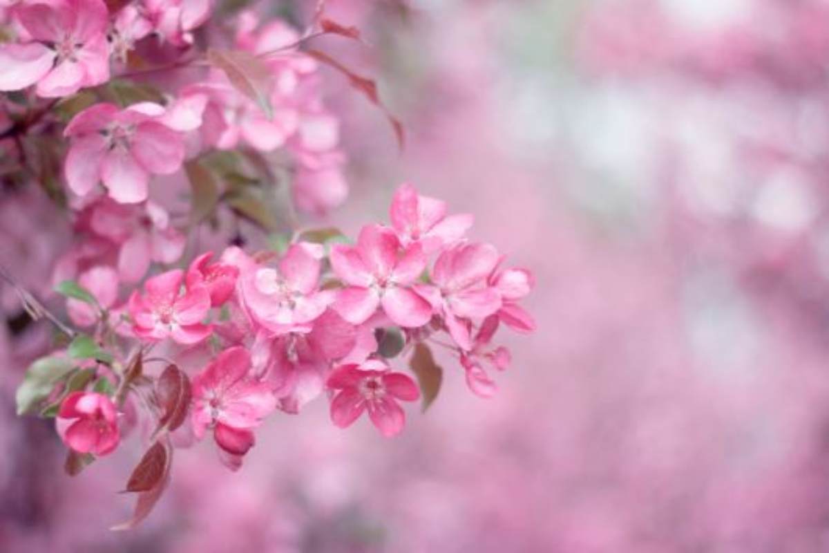 Piante fiorite del mese di maggio