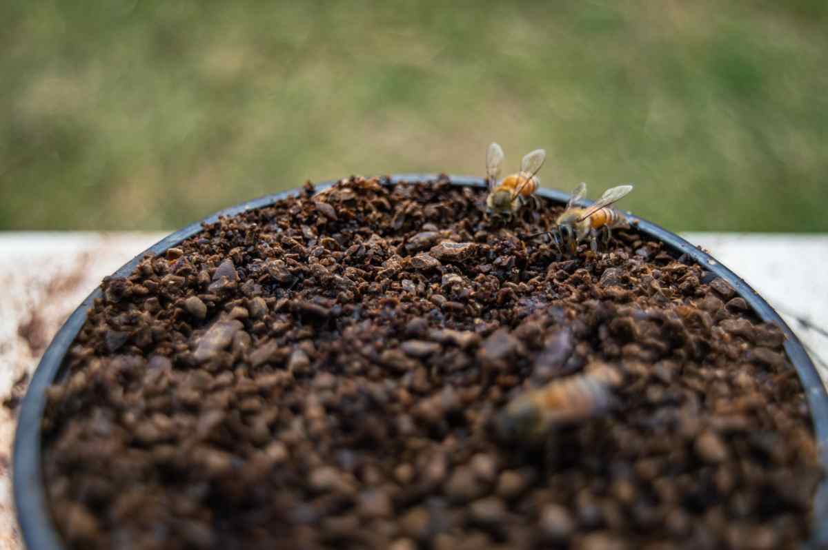 fondi di caffè per la salute delle piante