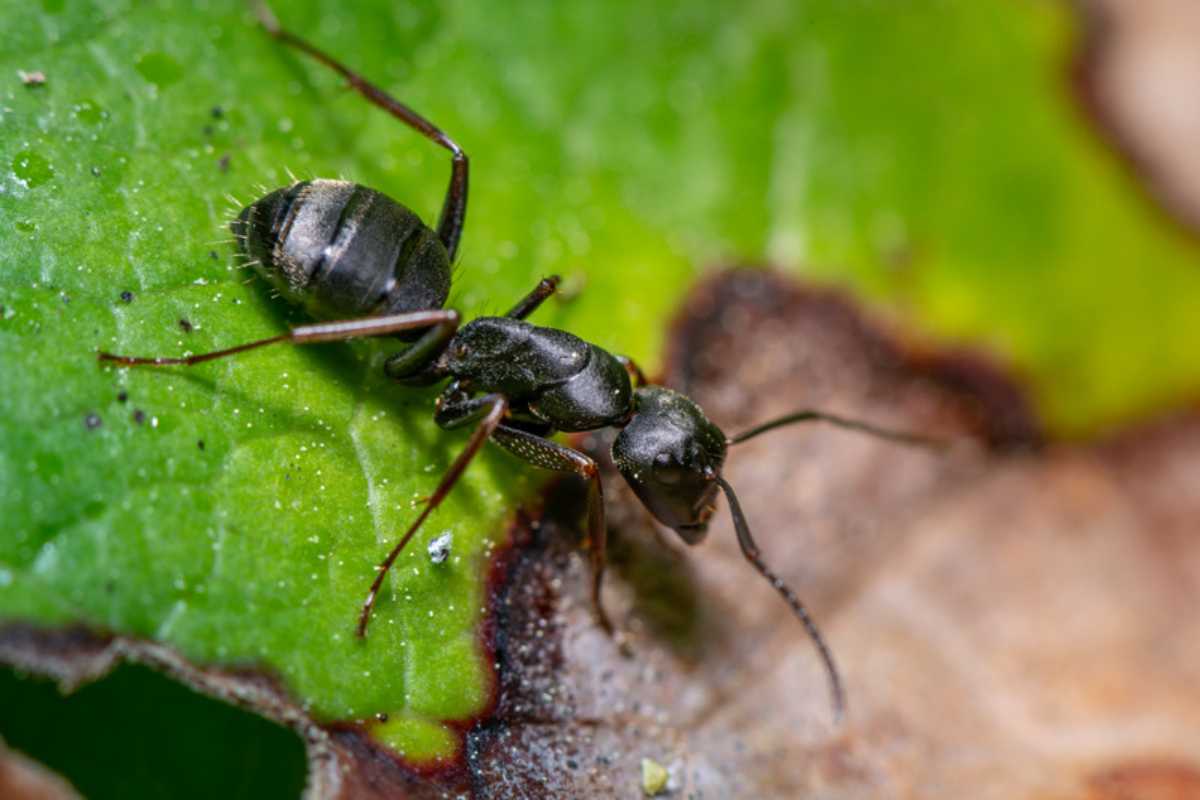 Guida pratica per sconfiggere le formiche 
