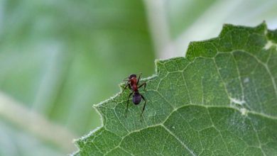 Sconfiggere le formiche senza prodotti chimici