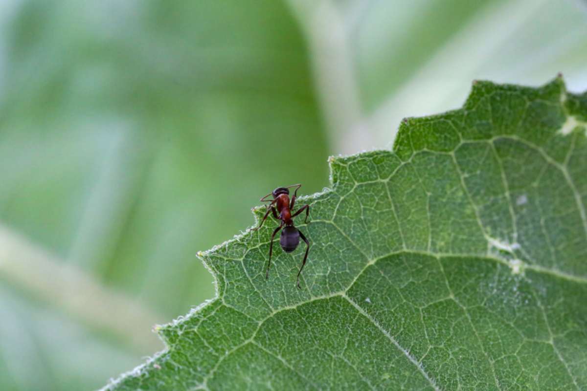Sconfiggere le formiche senza prodotti chimici
