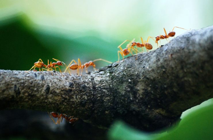 Allarme degli scienziati per il futuro delle formiche