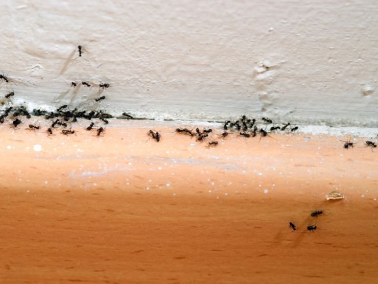 5 azioni parassiti e insetti casa