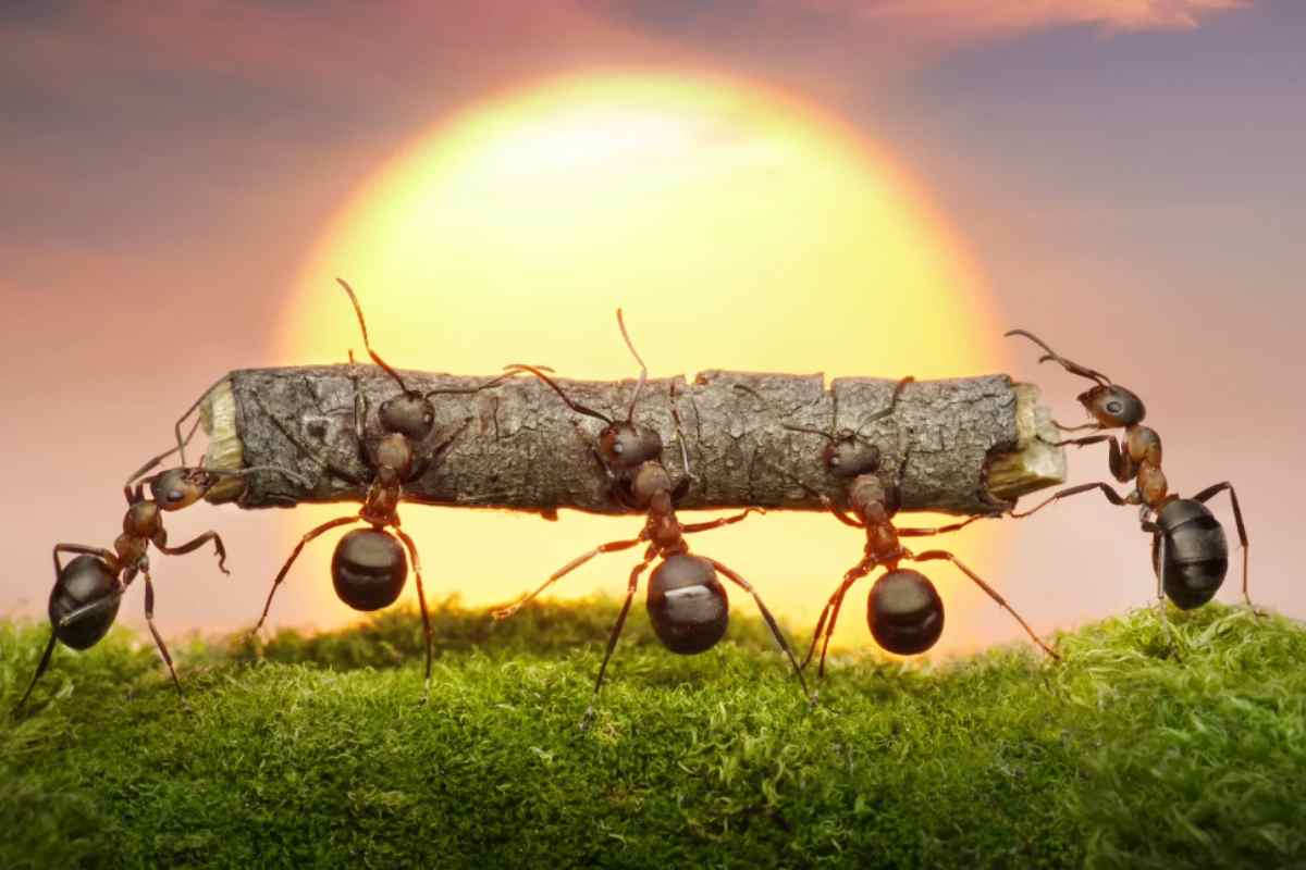 Formiche in pericolo a causa del riscaldamento globale