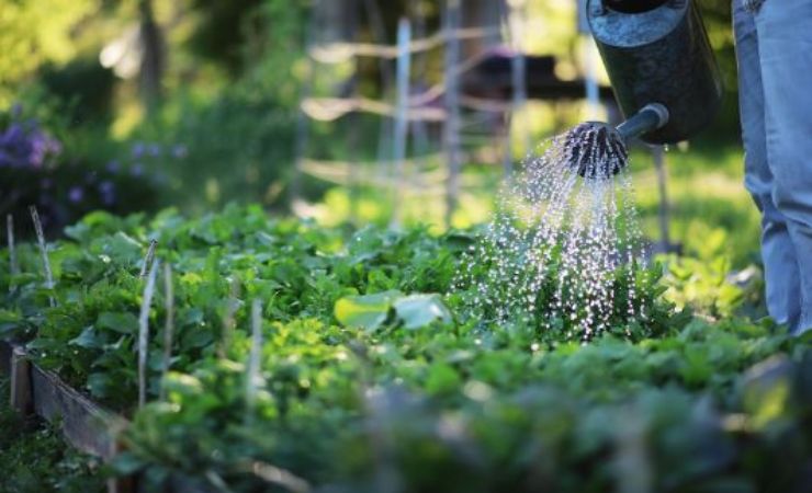 come si irriga il giardino di casa