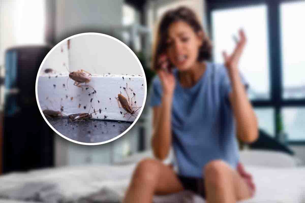 I Have a Nightmare About Parasites and Bugs in My House: Here are 5 Things to Don't Underestimate But That Attract These Uncomfortable Animals