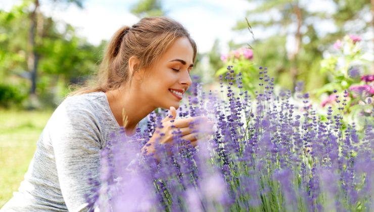 lavanda come utilizzarla per decorare