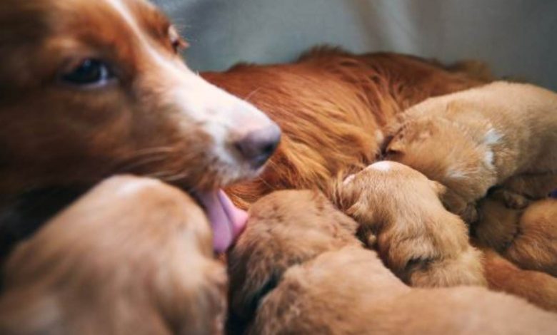 Video mamma cane salvata con i suoi cuccioli