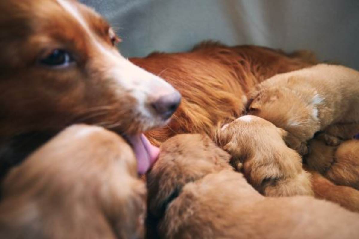 Video mamma cane salvata con i suoi cuccioli