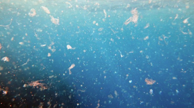 microplastiche nel cibo