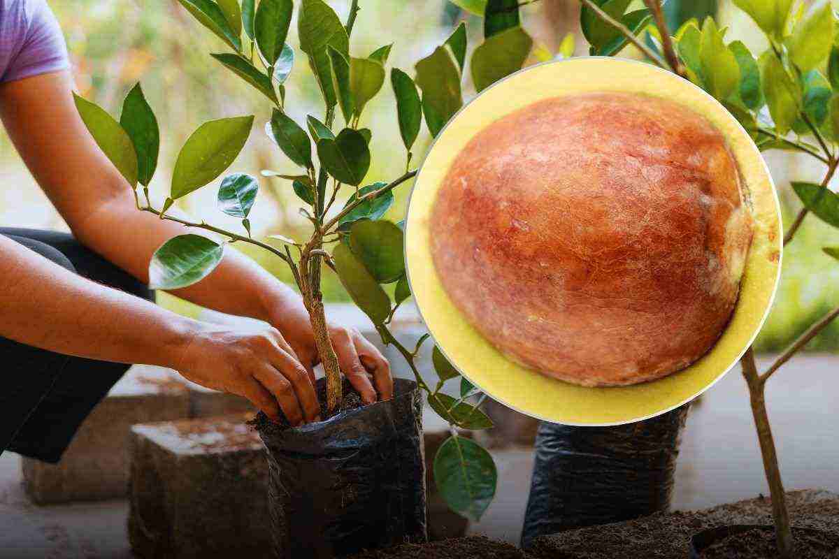 Dar consuelo a las plantas de frutales de hueso