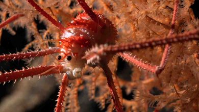 Cile, scoperte oltre 100 nuove specie marine viventi