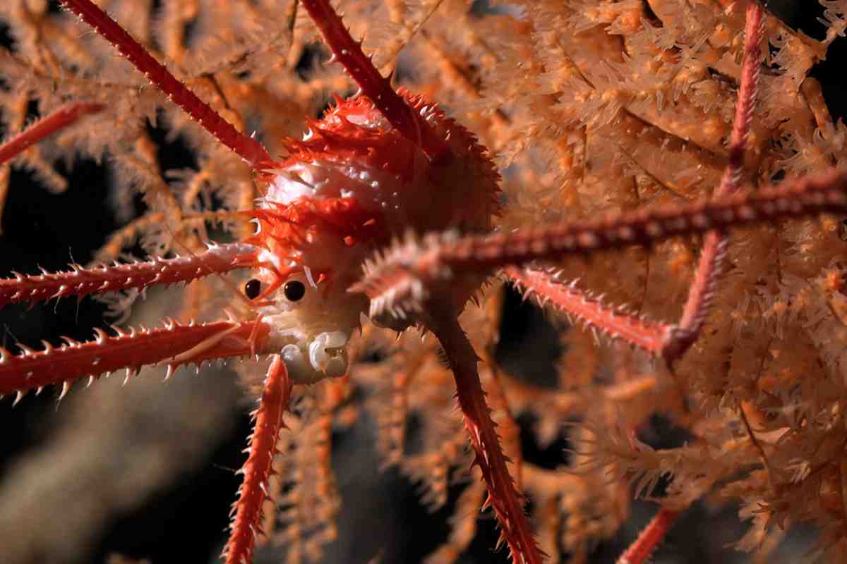 Cile, scoperte oltre 100 nuove specie marine viventi