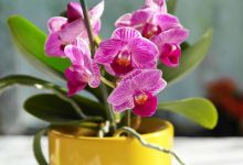 orchidea come potarle