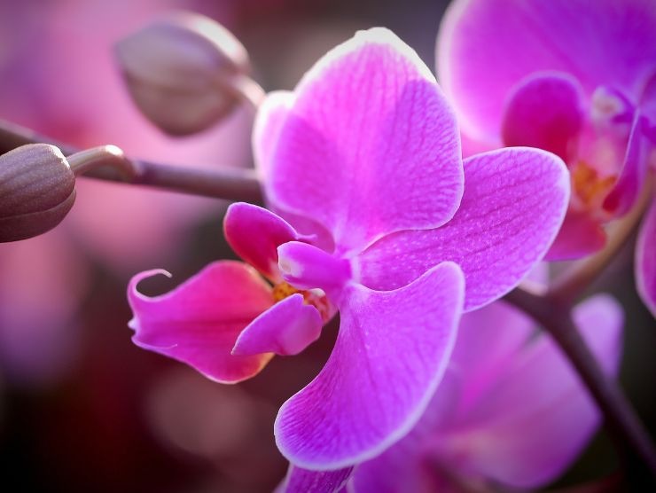 aglio orchidea rigogliosa