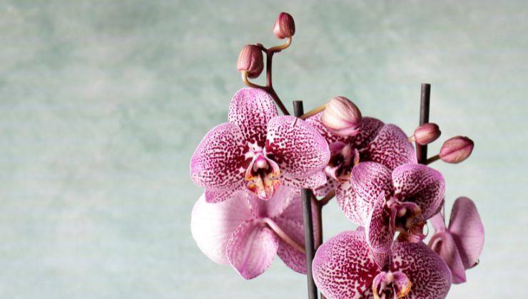 orchidea trucco 