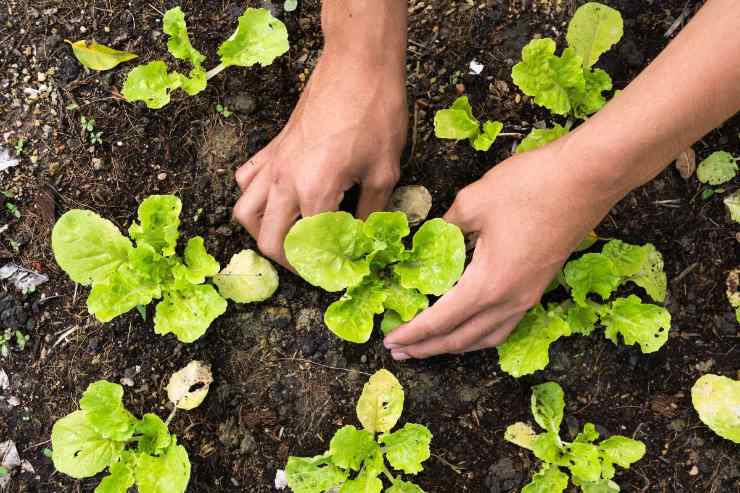 orto cosa piantare a terra 