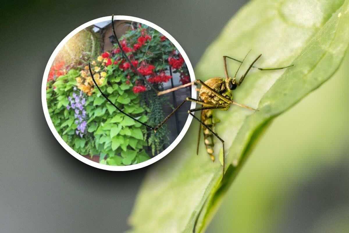 piante che allontanano le zanzare