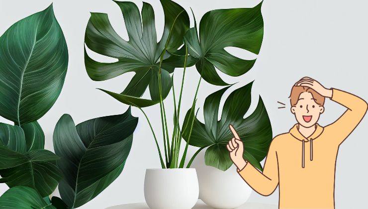 piante monstera anti stress