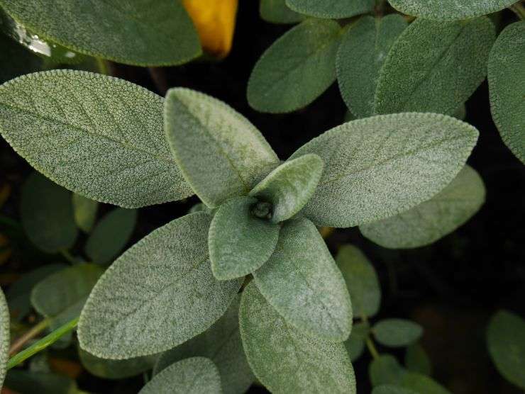 rimedi naturali eliminare rughe