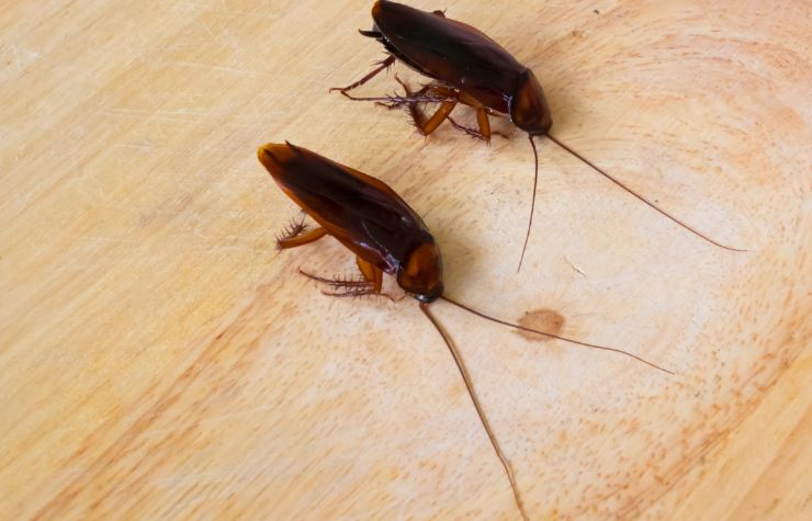 gli scarafaggi possono aiutare a tenere la casa al fresco