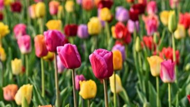 Come raccogliere un tulipano senza danneggiare il bulbo