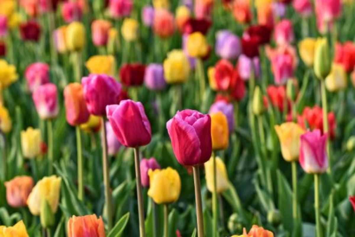 Tulip flower, steps to harvest it without damaging the bulb: It is very simple