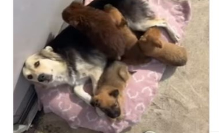 Video mamma cane salvata con i suoi cuccioli