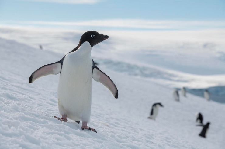 Antartide habitat naturale pinguini