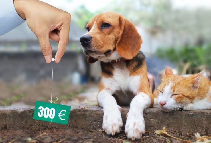 Bonus animali domestici 2024 come ottenerlo